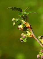 MSA RIBES NIGRUM 50 ML - farmasconti.eu