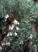 MSA ROSMARINUS OFFIC 50 ML - farmasconti.eu