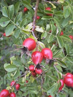 MSA ROSA CANINA 50 ML - farmasconti.eu