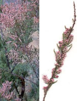 MSA TAMARIX GALLICA 50 ML - farmasconti.eu