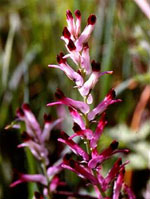 TSA FUMARIA OFFICINALIS 50 ML - farmasconti.eu