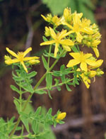 TSA HIPERICUM PERFORATUM 50 ML - farmasconti.eu