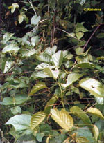 TSA UNCARIA TOMENTOSA 50 ML - farmasconti.eu