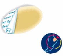 COMPEED VESCICHE CEROTTI FORMATO MEDIO 5 PEZZI - farmasconti.eu