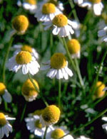 TSA MATRICARIA CHAMOMILLA 50 ML - farmasconti.eu