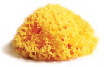 SPUGNA NATURALE MEDITERRANEA LABORATORI ATENEI 10 - farmasconti.eu