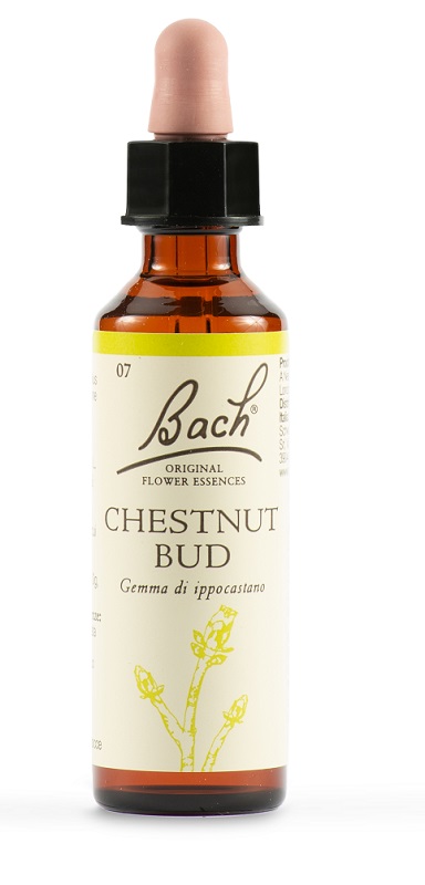 CHESTNUT BUD BACH ORIG 20 ML - farmasconti.eu